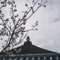 ちらほら咲きだした桜の向こうに見える宝珠の写真