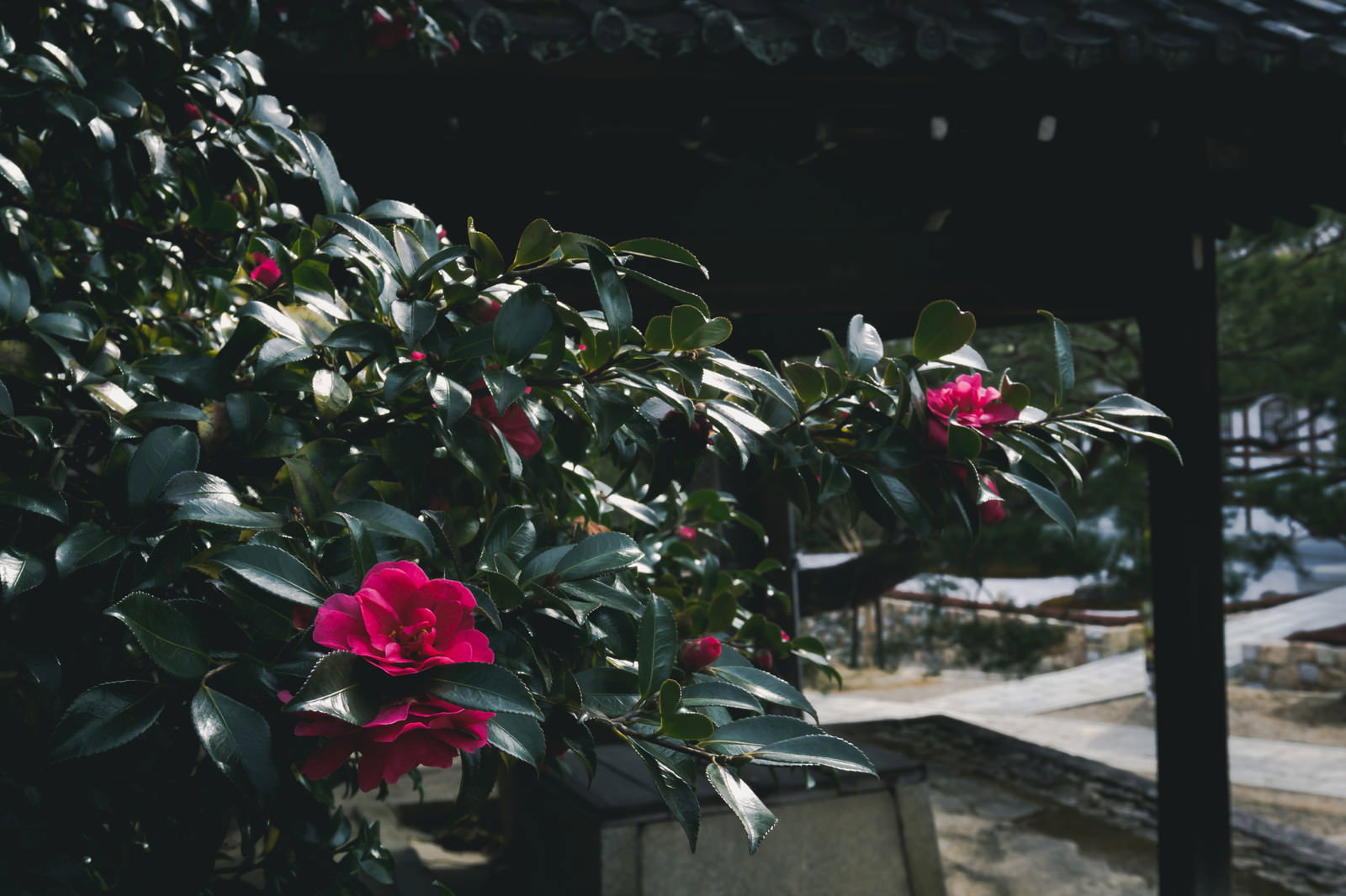 Vibrant red camellia flowers blooming in the grounds of Ninnaji Temple with glossy green leaves
