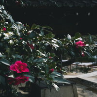 つやつやと輝く葉に囲まれて鮮やかに咲く椿の写真