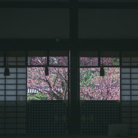 京都 大覚寺窓の向うに見える色鮮やかな左近の梅の写真