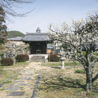白い花を咲かせた梅の木が迎えてくれる大日堂（京都 大覚寺）の写真