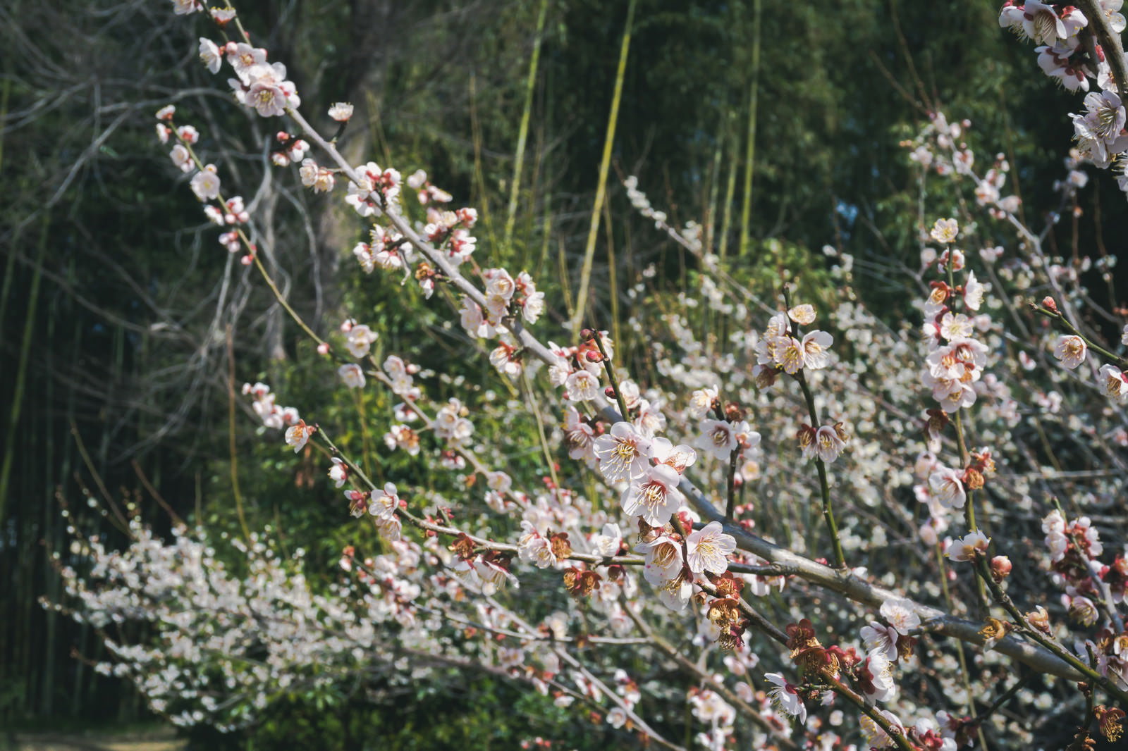 竹林を背景に咲く白い梅の花、京都大覚寺の春の風景