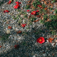 その姿のまま散り落ちた椿の花の写真