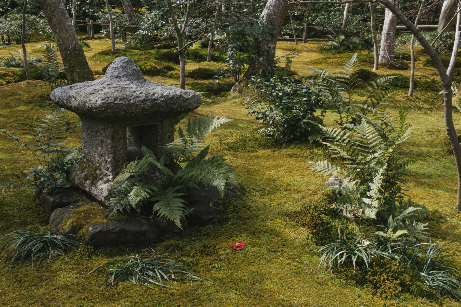 緑の苔庭に佇む石灯籠と足元に落ちた赤い椿の花