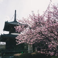 逆光の中に姿を見せる清凉寺の多宝塔と満開の河津桜の写真