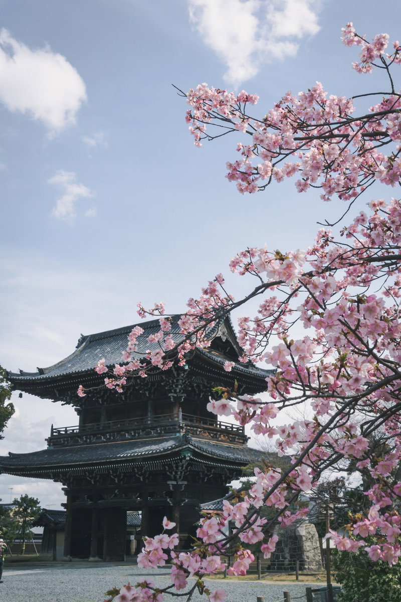 満開の河津桜の奥に見える青空の下に建つ仁王門