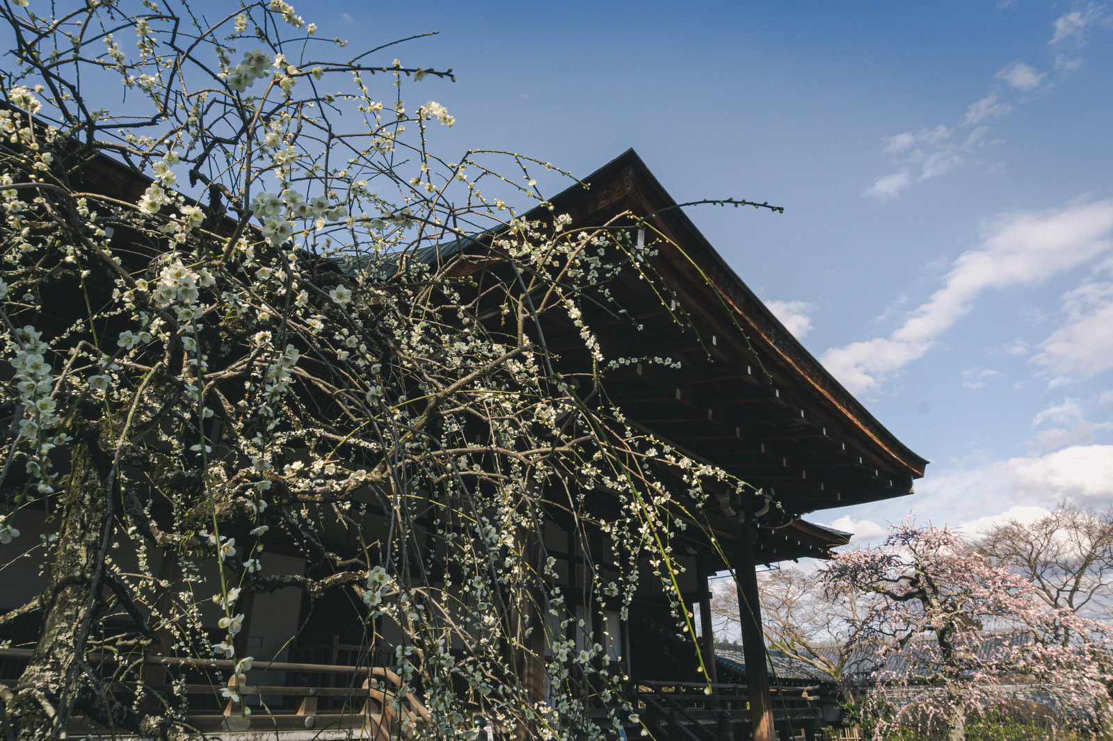 天龍寺境内で咲き始めた白い枝垂れ梅と奥の紅色の枝垂れ梅