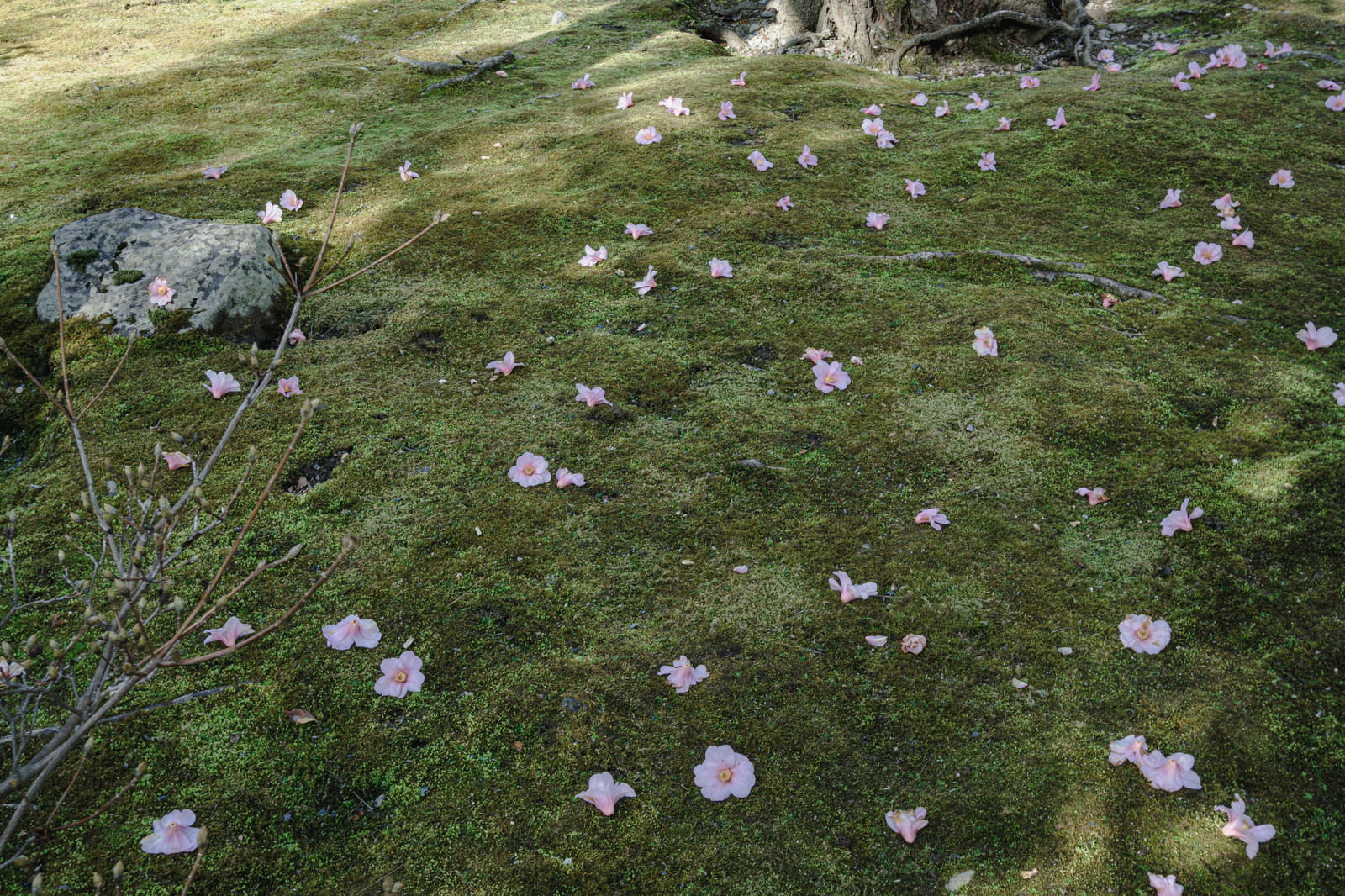緑の苔の上に薄いピンクや白の椿の花びらが無数に落ちている京都天龍寺の庭園