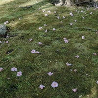 苔の上に無数落花した椿（京都 天龍寺）の写真