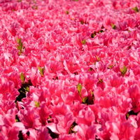 広がるつつじの花の写真