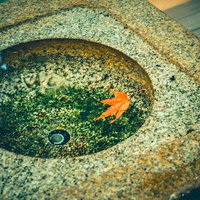 秋のひとひらの写真