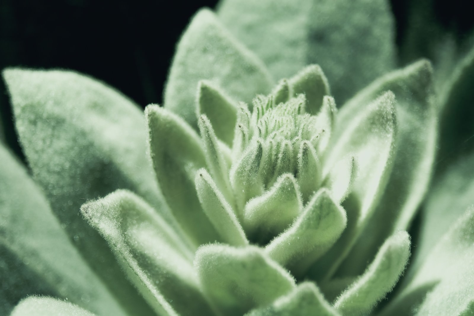 Close-up of Verbascum thapsus leaves