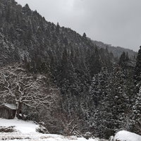 雪が積もる根羽村の老いた柿の木と古い小屋の写真