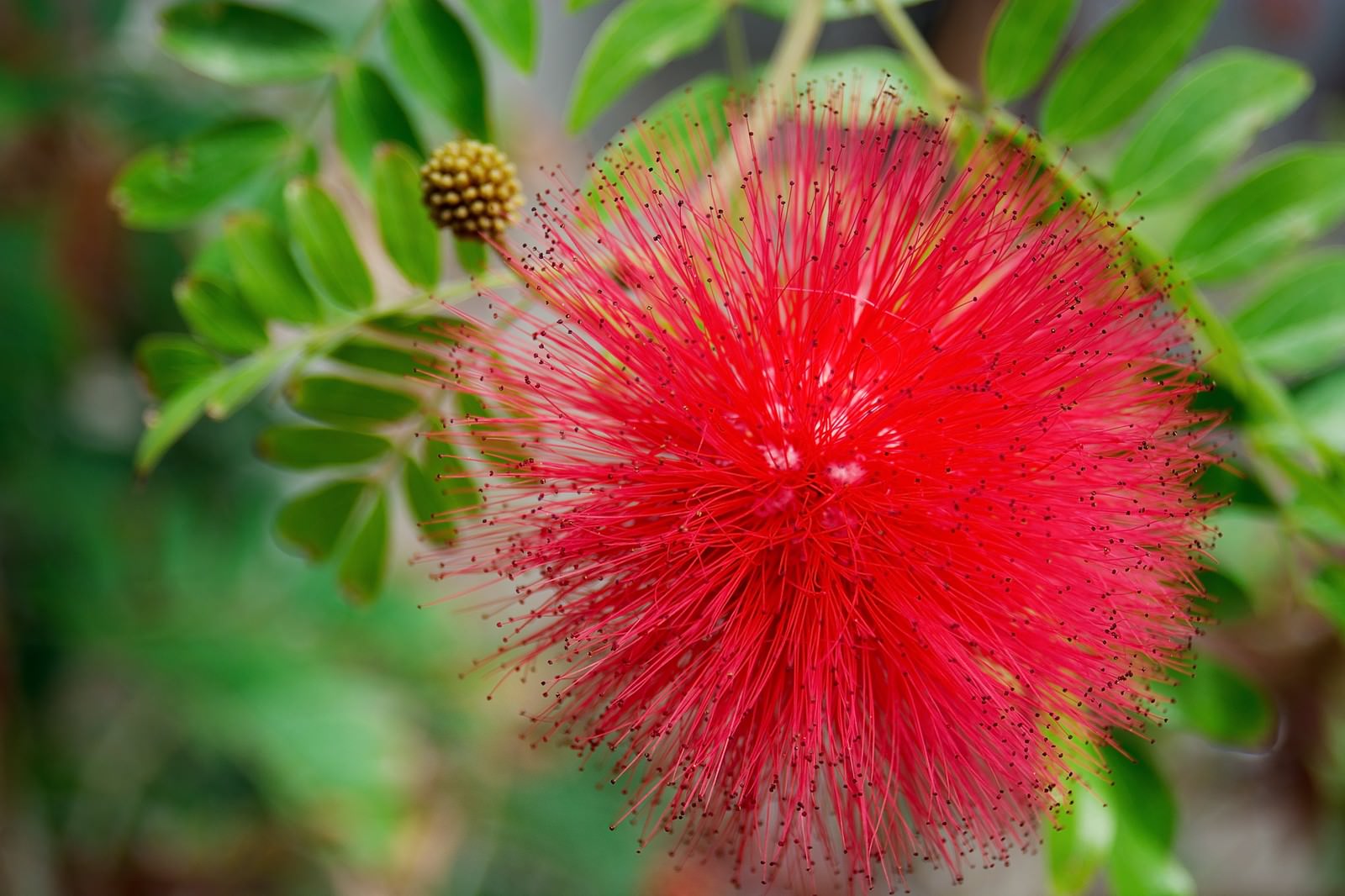 球状に開く赤いカリアンドラ・アルビフローラの花と緑の蕾