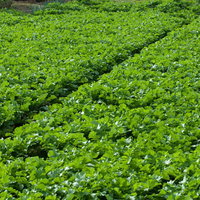 一面の大根畑の写真