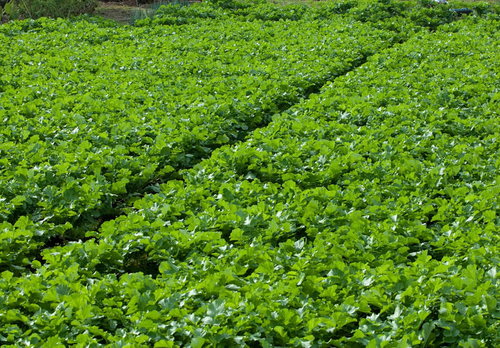 一面の大根畑