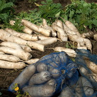 畑で選定された大根の写真