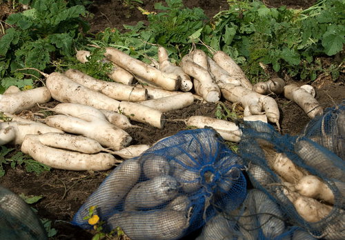 畑で選定された大根