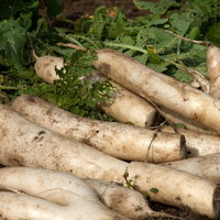 畑に転がる大根の写真