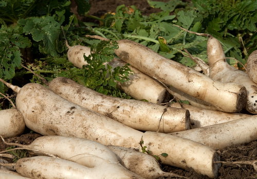 畑に転がる大根