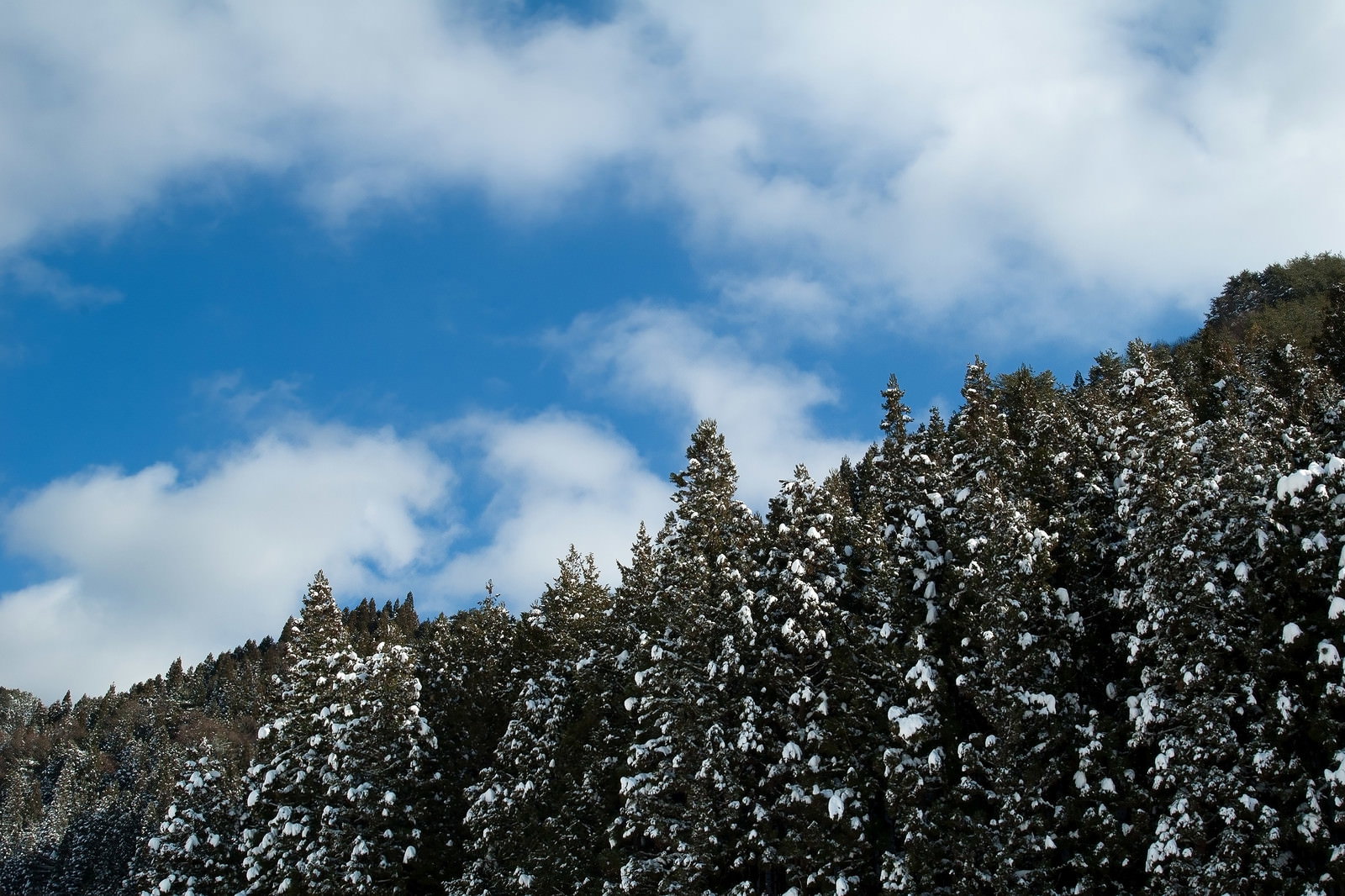雪が積もった杉林を見上げた冬の風景