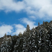 雪の残る杉林の写真