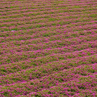 辺り一面のペチュニアの写真