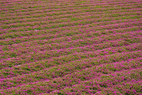 辺り一面のペチュニア