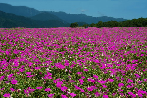 目前に広がる雄大な山々とペチュニアの絨毯
