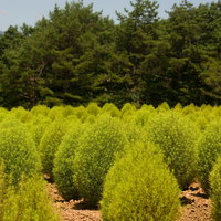 規則正しく並ぶ青いモフモフ（コキア）の写真