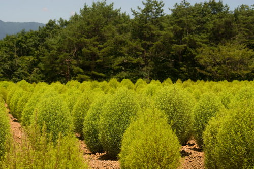 規則正しく並ぶ青いモフモフ（コキア）