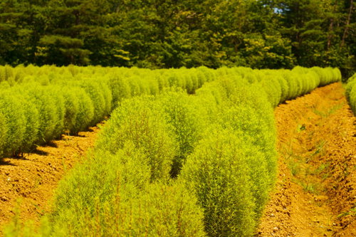 コキア行列の最後尾