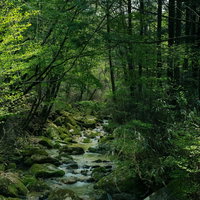 矢作川水源の森（長野県根羽村）の写真