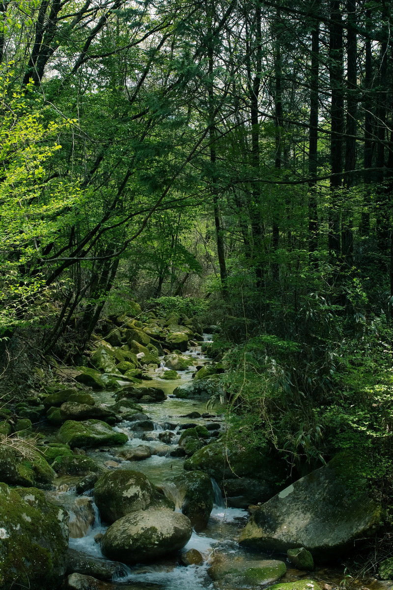 矢作川水源の森で岩の間を流れる清流と深緑の森林