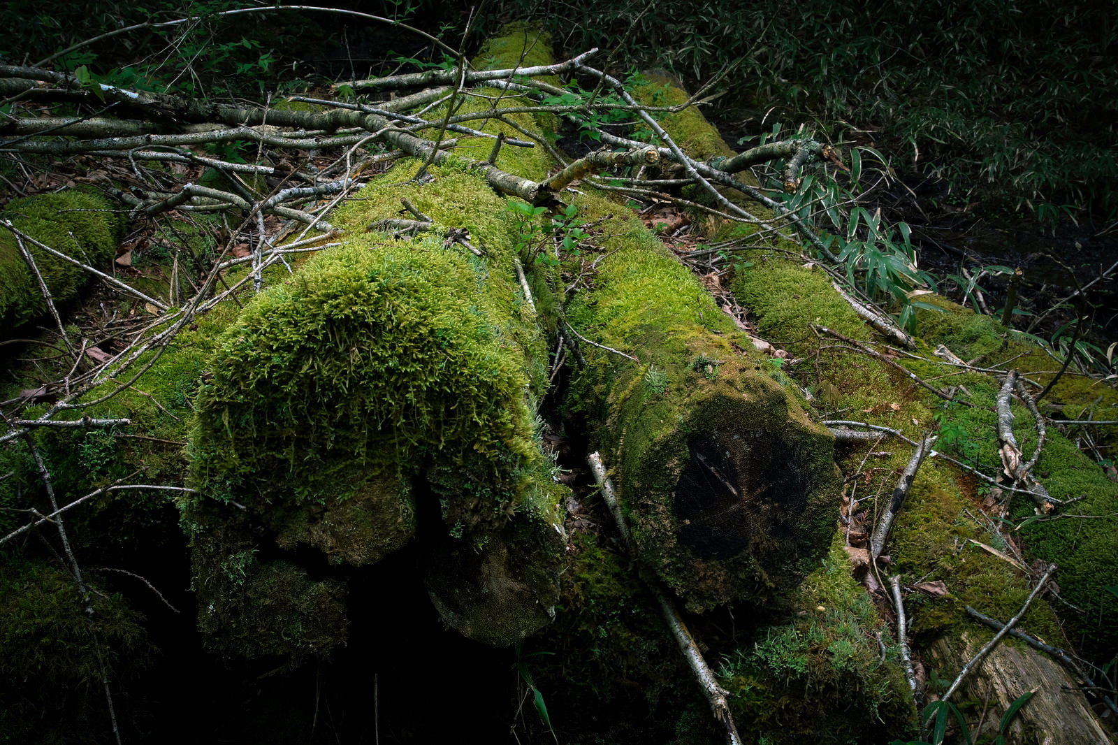 森の中で緑の苔に覆われた古い丸太
