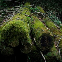 忘れられて苔むした丸太の写真