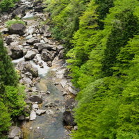 初夏の小戸名渓谷（長野県根羽村）の写真