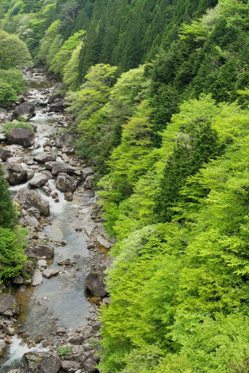 新緑の森に囲まれた小戸名渓谷の渓流と岩々