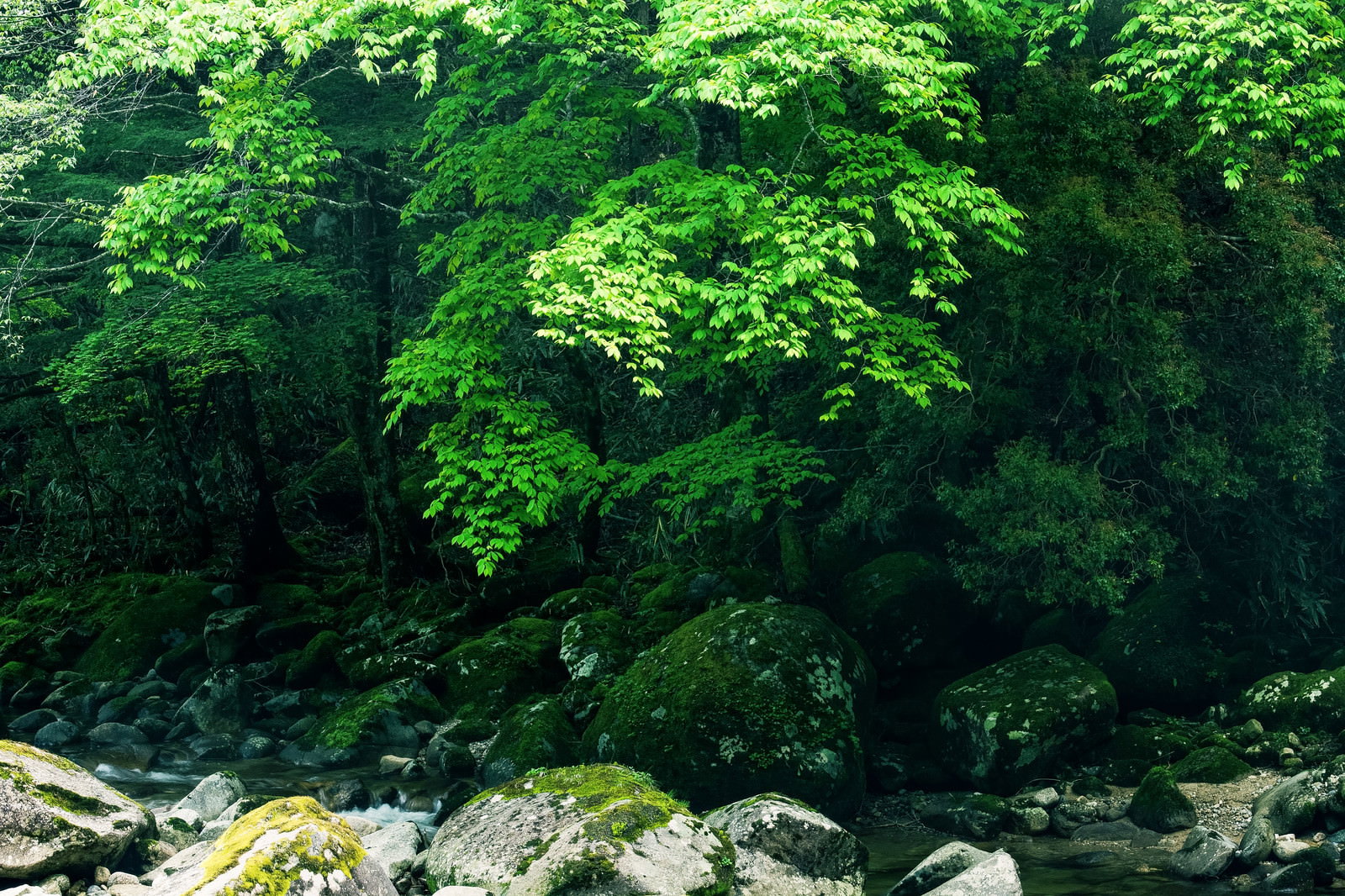 新緑に覆われた矢作川源流沿いの森と川原の風景