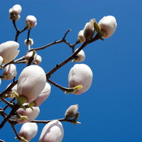 春の木蓮のつぼみと青空の風景の写真