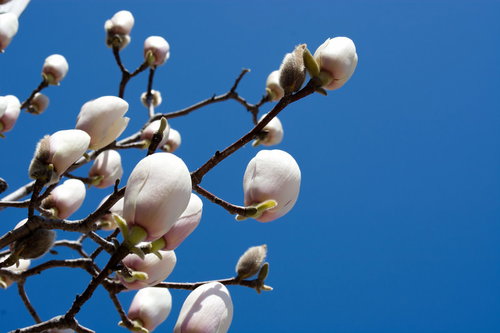 春の木蓮のつぼみと青空の風景