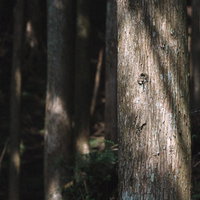 杉木立の写真