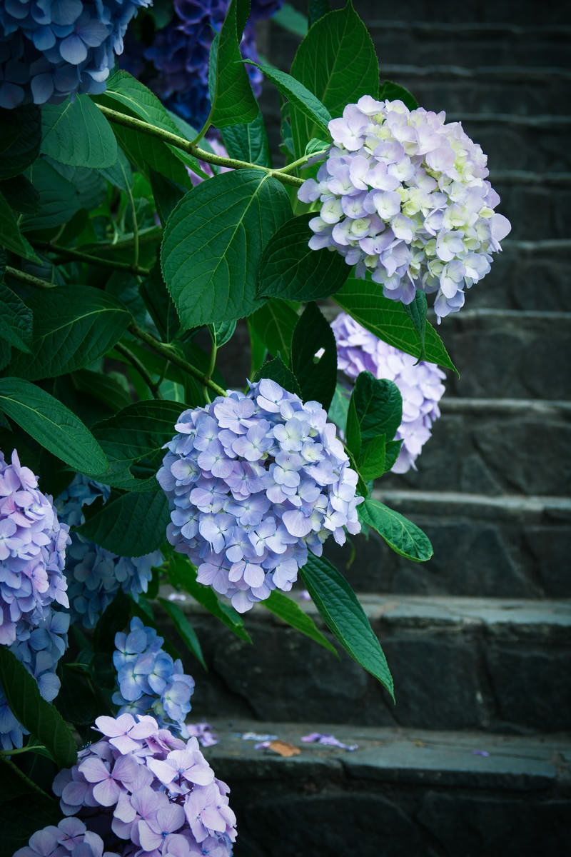 石段の両脇に薄紫色の紫陽花の花房が咲いている梅雨の風景