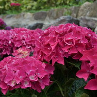 色鮮やかに咲く紫陽花の写真