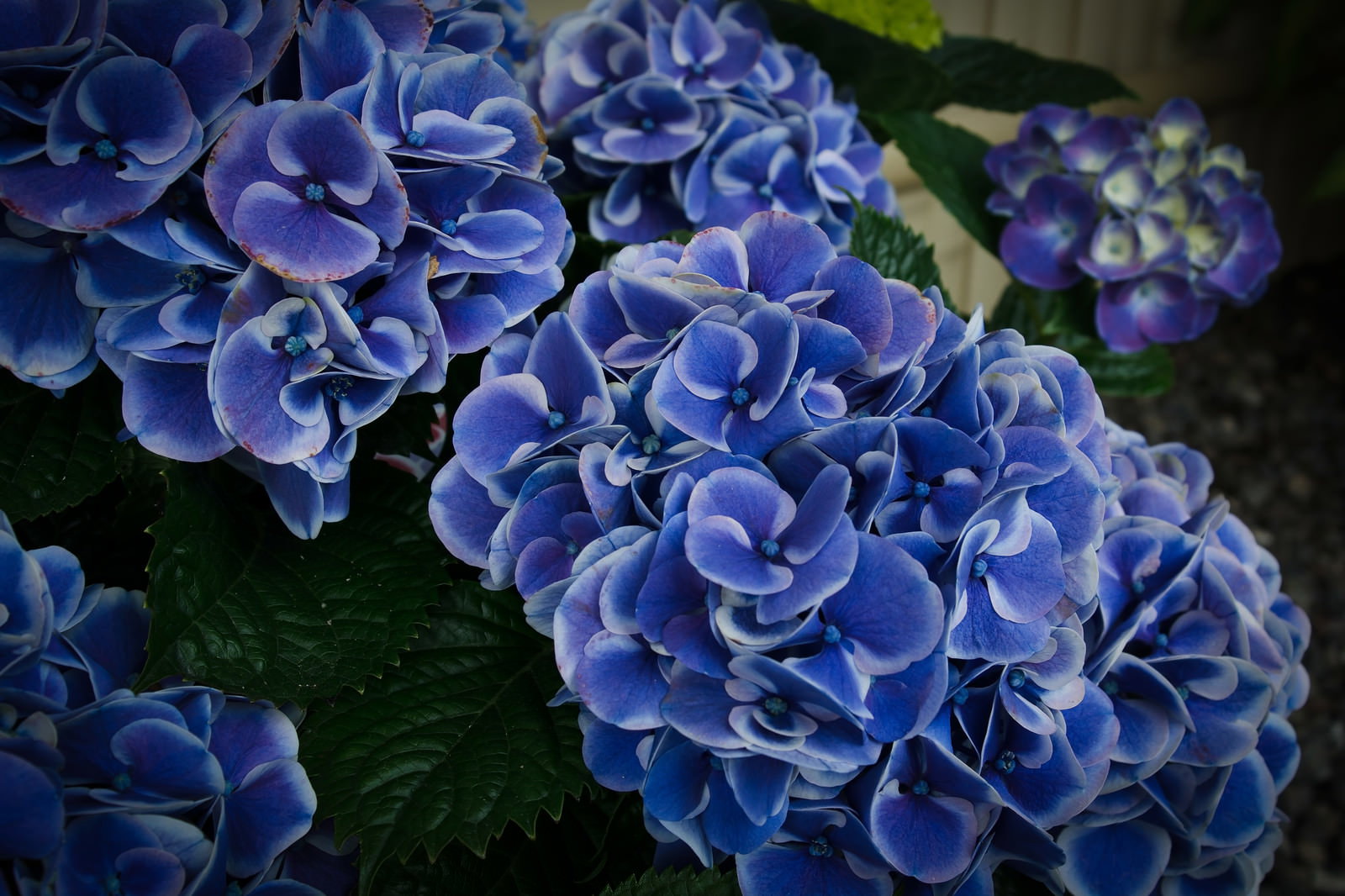 青紫色の紫陽花の花房と緑の葉、一部花びらが痛んでいる様子