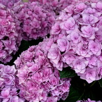 鮮やか紫陽花の写真