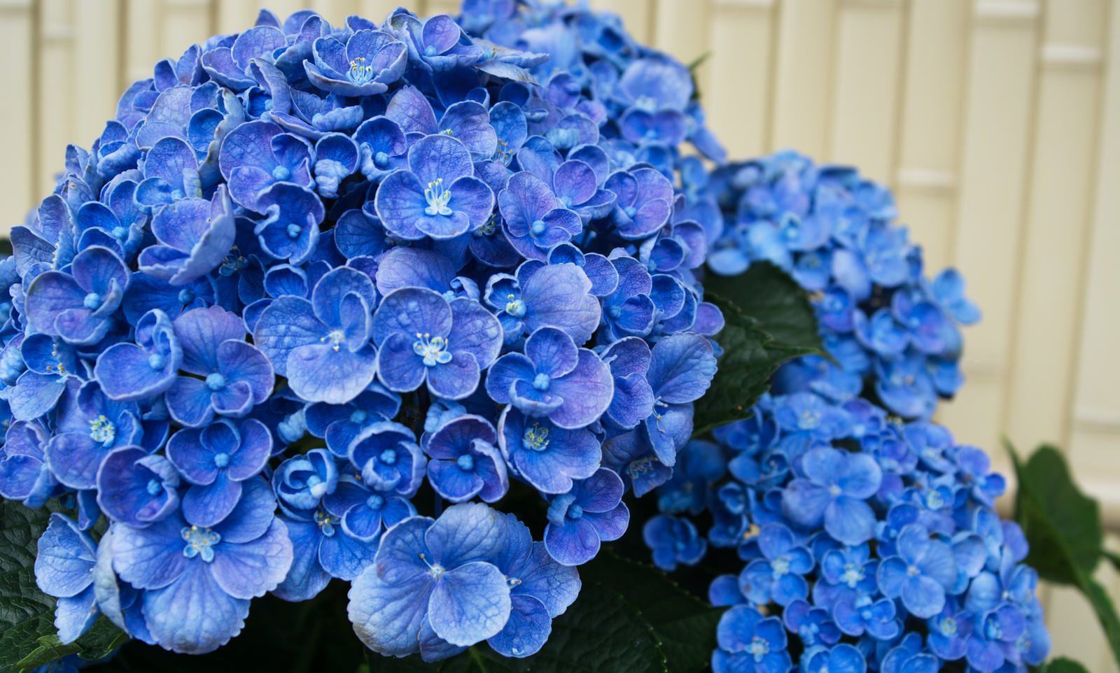青い紫陽花の花が咲いている様子