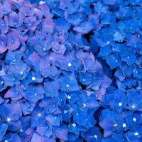 画面を埋め尽くすディープパープルの写真