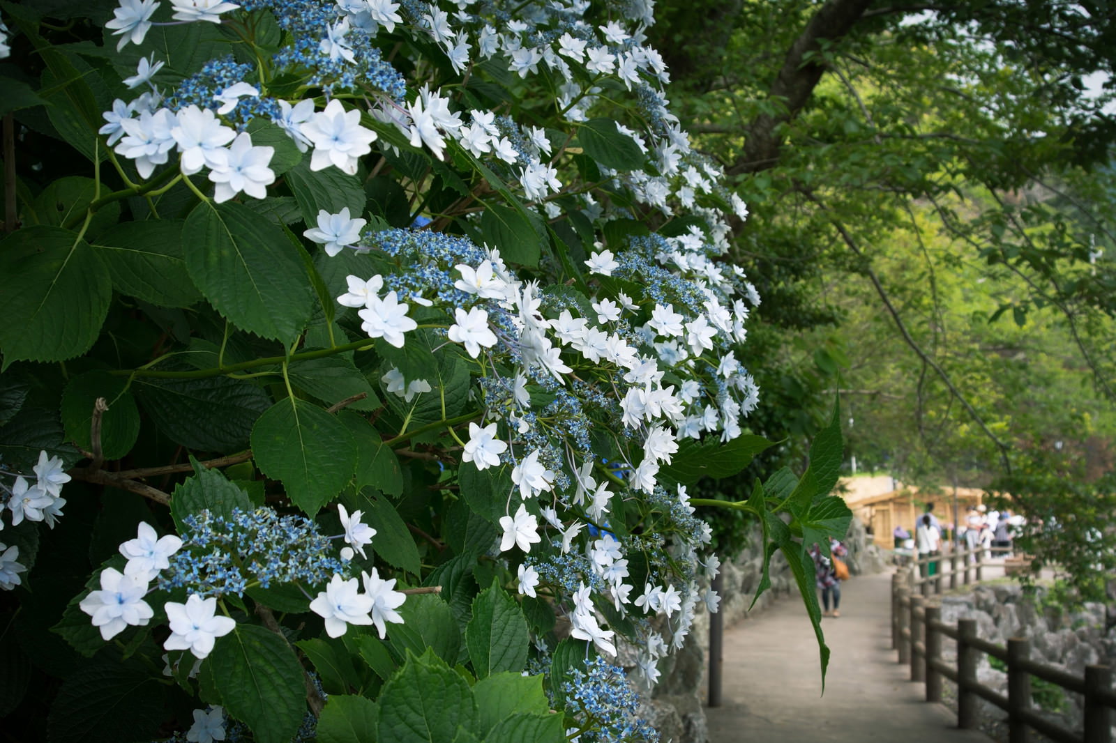 遊歩道沿いに咲く白と青紫のアジサイの花と緑の葉