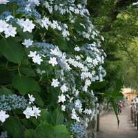 遊歩道に咲くアジサイの写真